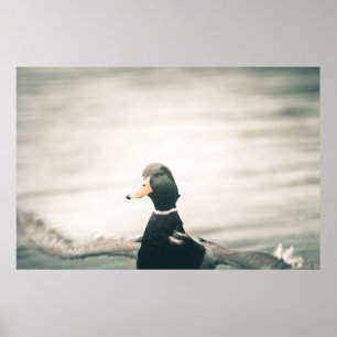 Póster Duck Nature Photo Poster