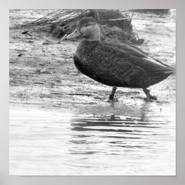 Póster Duck Photo Poster (Frente)