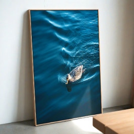 Póster Duck Swimming