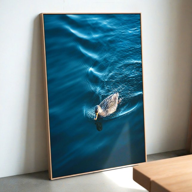 Póster Duck Swimming (Subido por el creador)