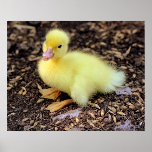 Póster Duckling