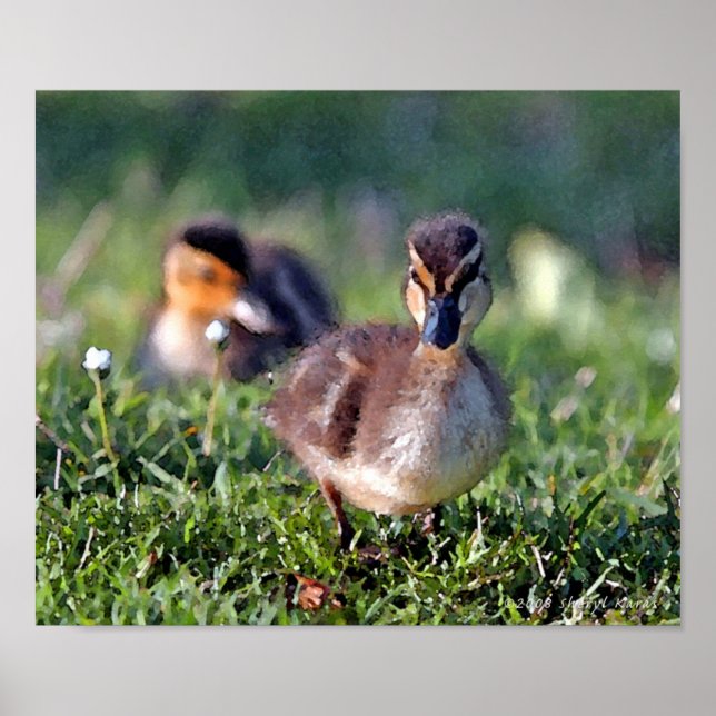 Póster Duckling (Frente)