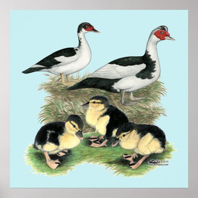 Póster Ducks Black Pied Muscovy Family (Frente)