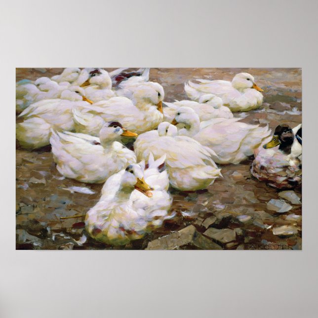Póster Ducks on a pond (Frente)