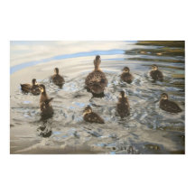 Ducks Swimming