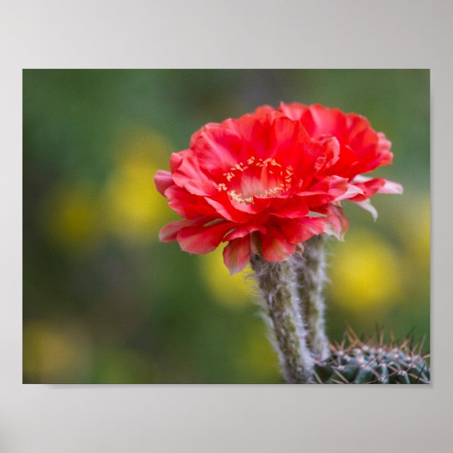 Póster Dueto de lucha (Frente)