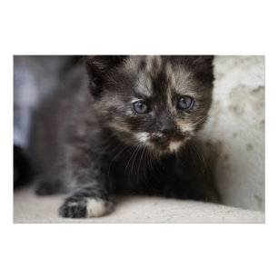 Póster Dulce Bebé Tortie Tímida
