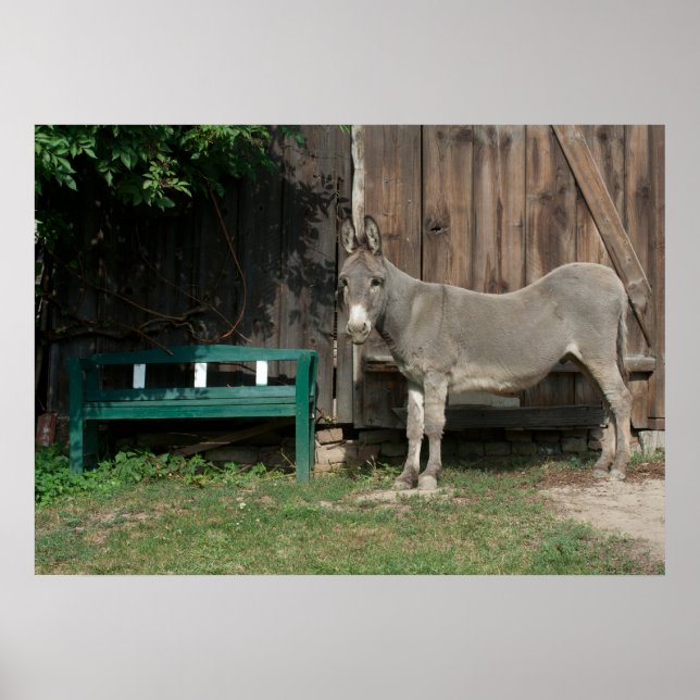 Póster Dulce Burro En El Jardín (Frente)