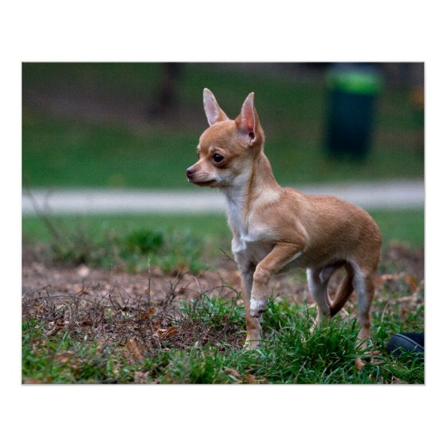 Póster Dulce Chihuahua Puppy Gundog Wannabe (Anverso)