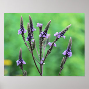 Póster Dulce Morado Vervain Flor silvestre