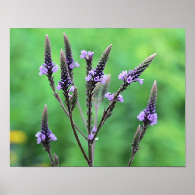 Póster Dulce Morado Vervain Flor silvestre (Frente)