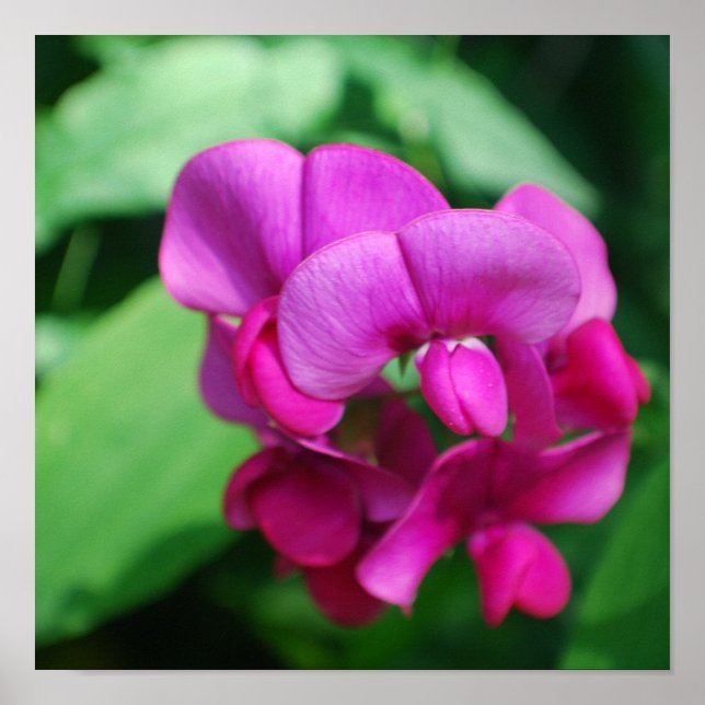 Póster Dulce Poster de Pea (Frente)