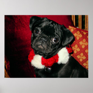 Póster Dulce Poster de Pug Negro