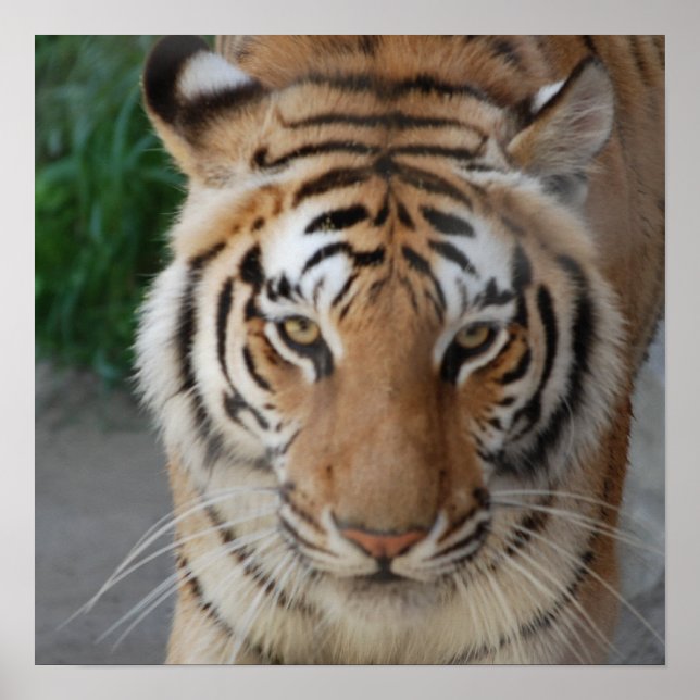 Póster Dulce tigre (Frente)