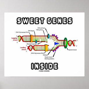 Póster Dulces genes dentro del humor de replicación del A