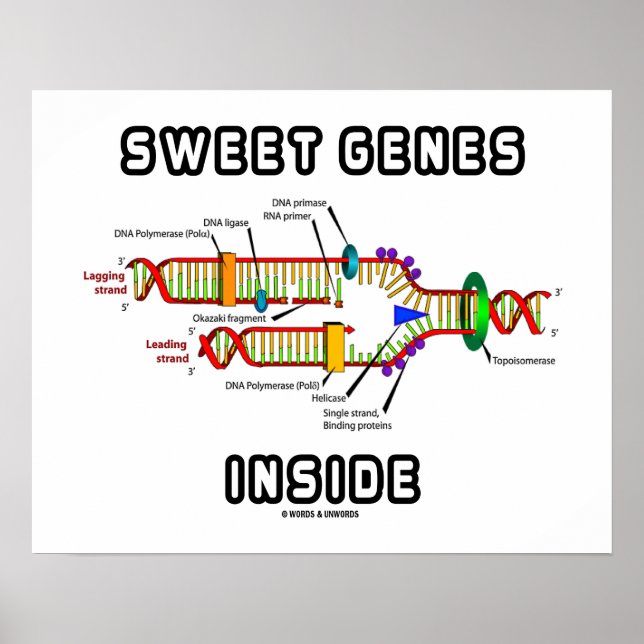 Póster Dulces genes dentro del humor de replicación del A (Frente)