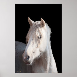 Póster Dunalino American Bashkir curly filly print