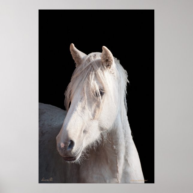 Póster Dunalino American Bashkir curly filly print (Frente)