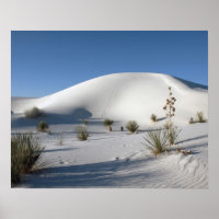 Dunas Transversales y Yucca de Jabón