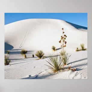 Póster Dunas Transversales y Yucca de Jabón