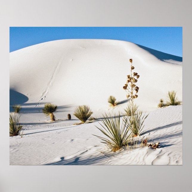 Póster Dunas Transversales y Yucca de Jabón (Frente)