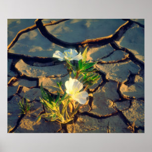 Póster Dune Primrose creciendo a partir de barro resquebr