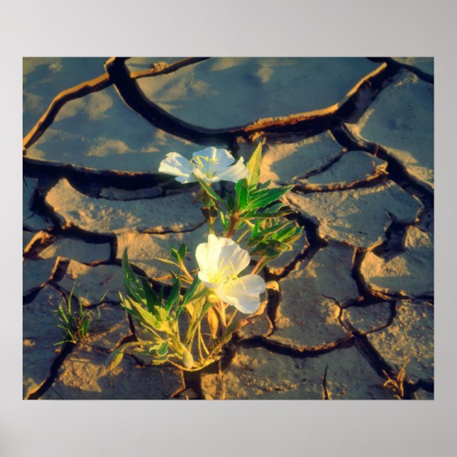 Póster Dune Primrose creciendo a partir de barro resquebr (Frente)