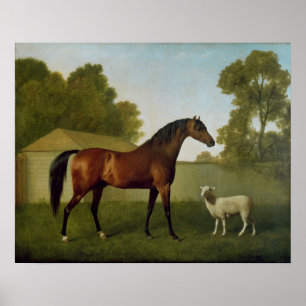 Póster Dungannon, la propiedad de coronel O'Kelly