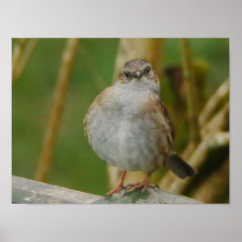 Póster Dunnock Poster