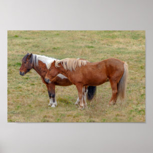 Póster Dúo de caballo islandés, pasto islandés