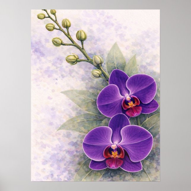 Póster Duo de flores de orquídea púrpura Botánico  (Frente)