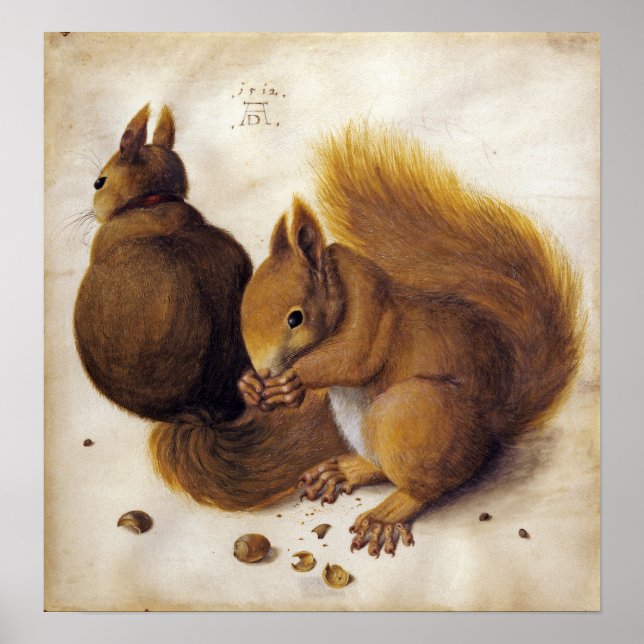Póster Dürer - Squirrel (Frente)