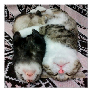 Póster Durmiendo hurto y gato