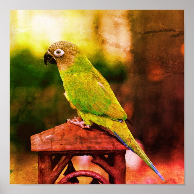 Póster Dusky Headed Conure Parrot Abstract (Frente)