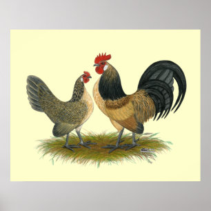 Póster Dutch Bantam: Blue Quail
