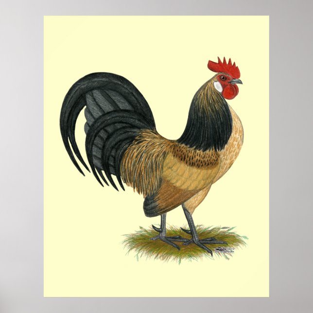 Póster Dutch Bantam:  Blue Quail Rooster (Frente)