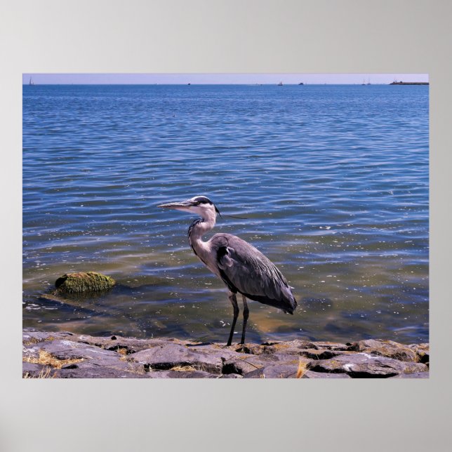 Póster Dutch  Heron (Frente)