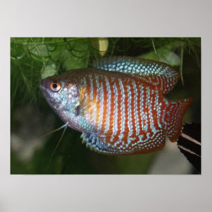 Póster Dwarf Gourami - Colisa lalia