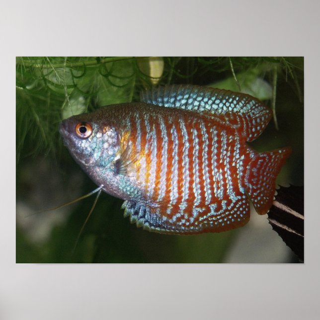 Póster Dwarf Gourami - Colisa lalia (Frente)