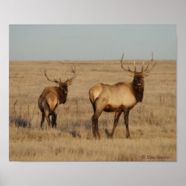 Póster E1 Bull Elk Young Bulls