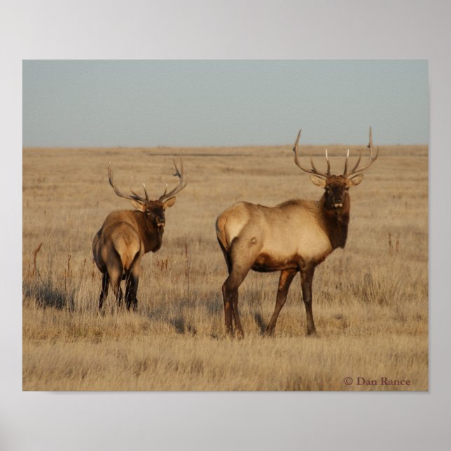 Póster E1 Bull Elk Young Bulls (Frente)
