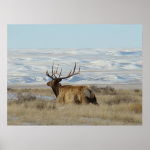 Póster E22 Colinas Snowy de Toro Elk