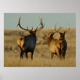 Póster E28 Bull Elk
