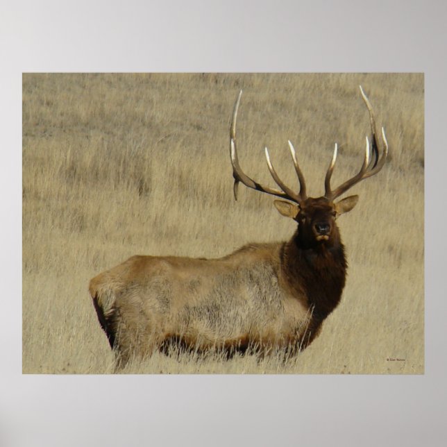 Póster E30 Bull Elk Big Bull (Frente)