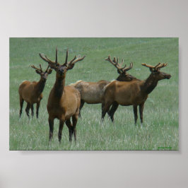 Póster E33 Alce Toro en Terciopelo Toros de Primavera