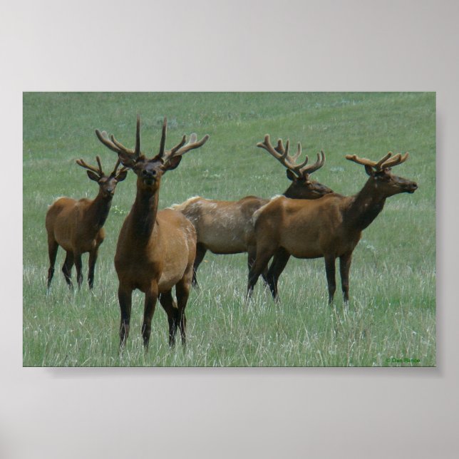 Póster E33 Alce Toro en Terciopelo Toros de Primavera (Frente)