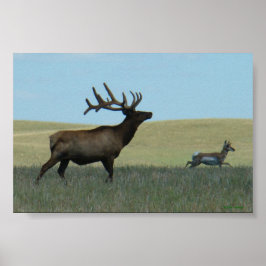 Póster E34 Alce Toro y Antílope