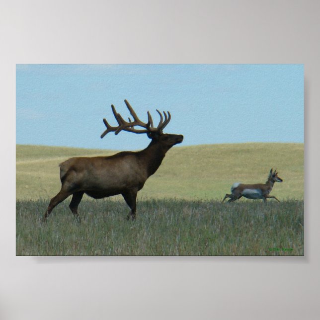Póster E34 Alce Toro y Antílope (Frente)