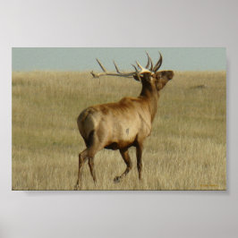 Póster E35 Alce Toro Hierba en Cuernos