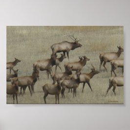 Póster E37 Alce toro con vacas